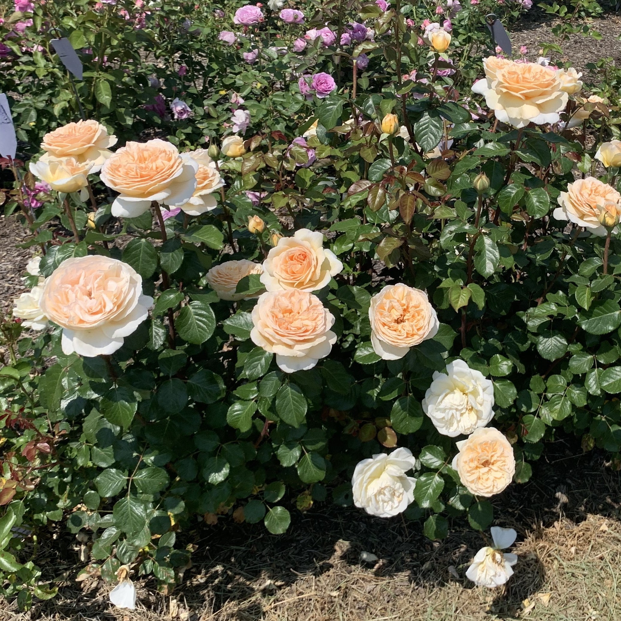 Wilhelmina-Grace™ Bare Root Rose Bush
