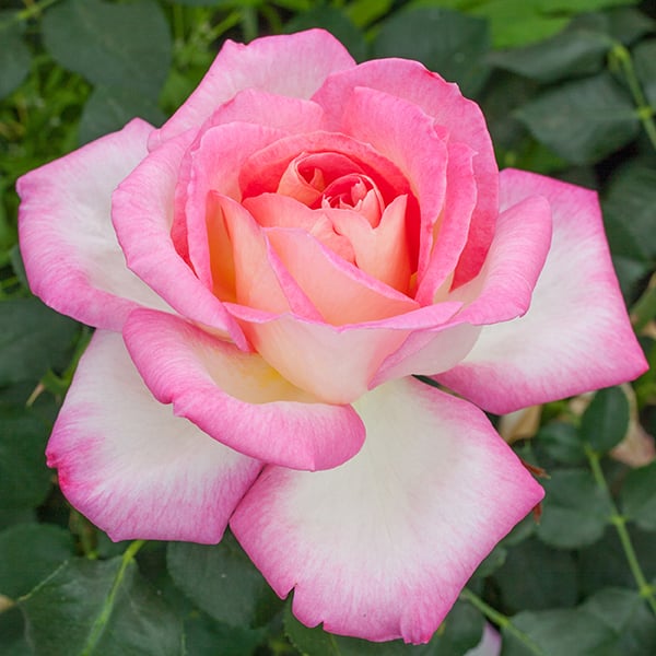 California Dreamin'™ Bare Root Rose Bush
