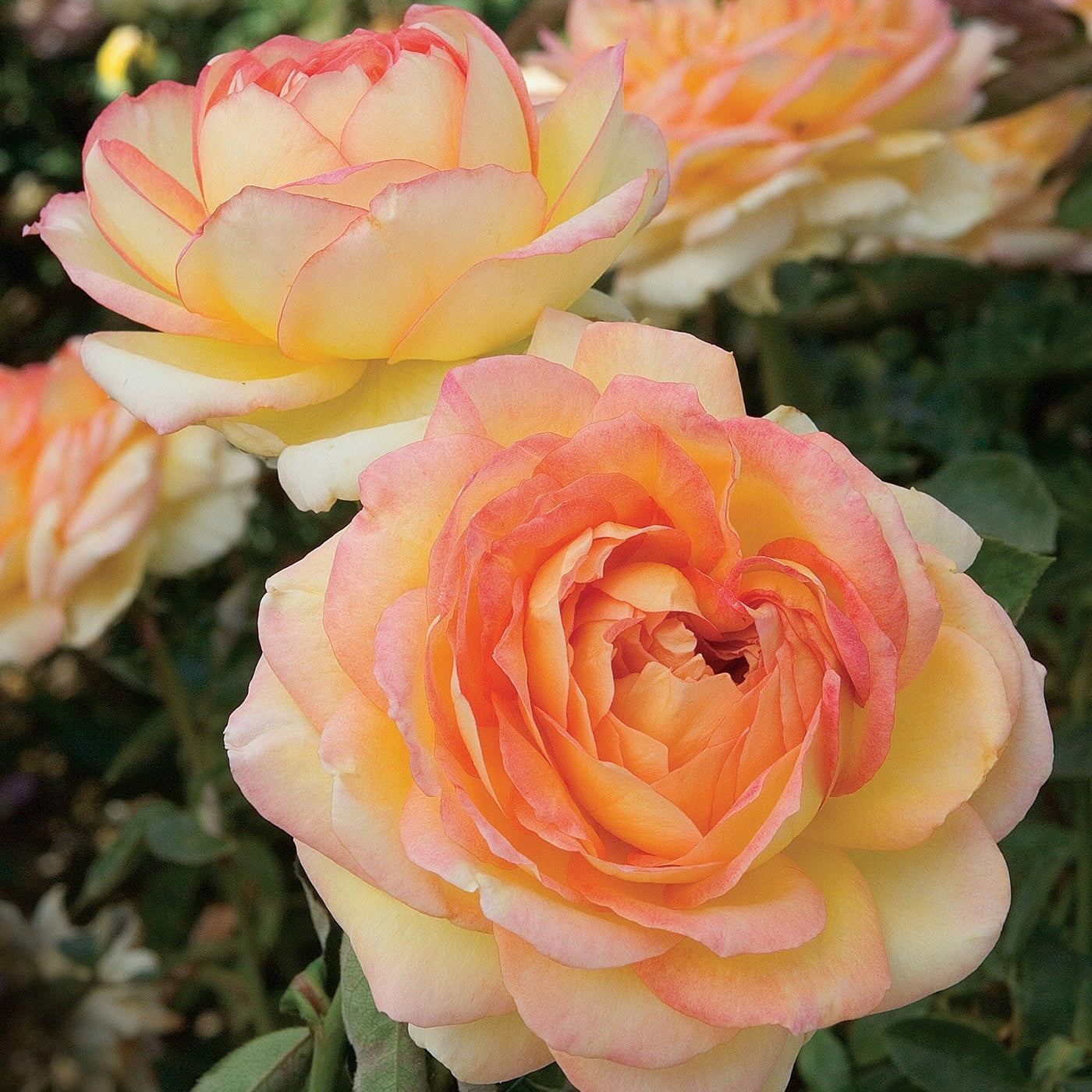 Centennial Star™ Bare Root Rose Bush