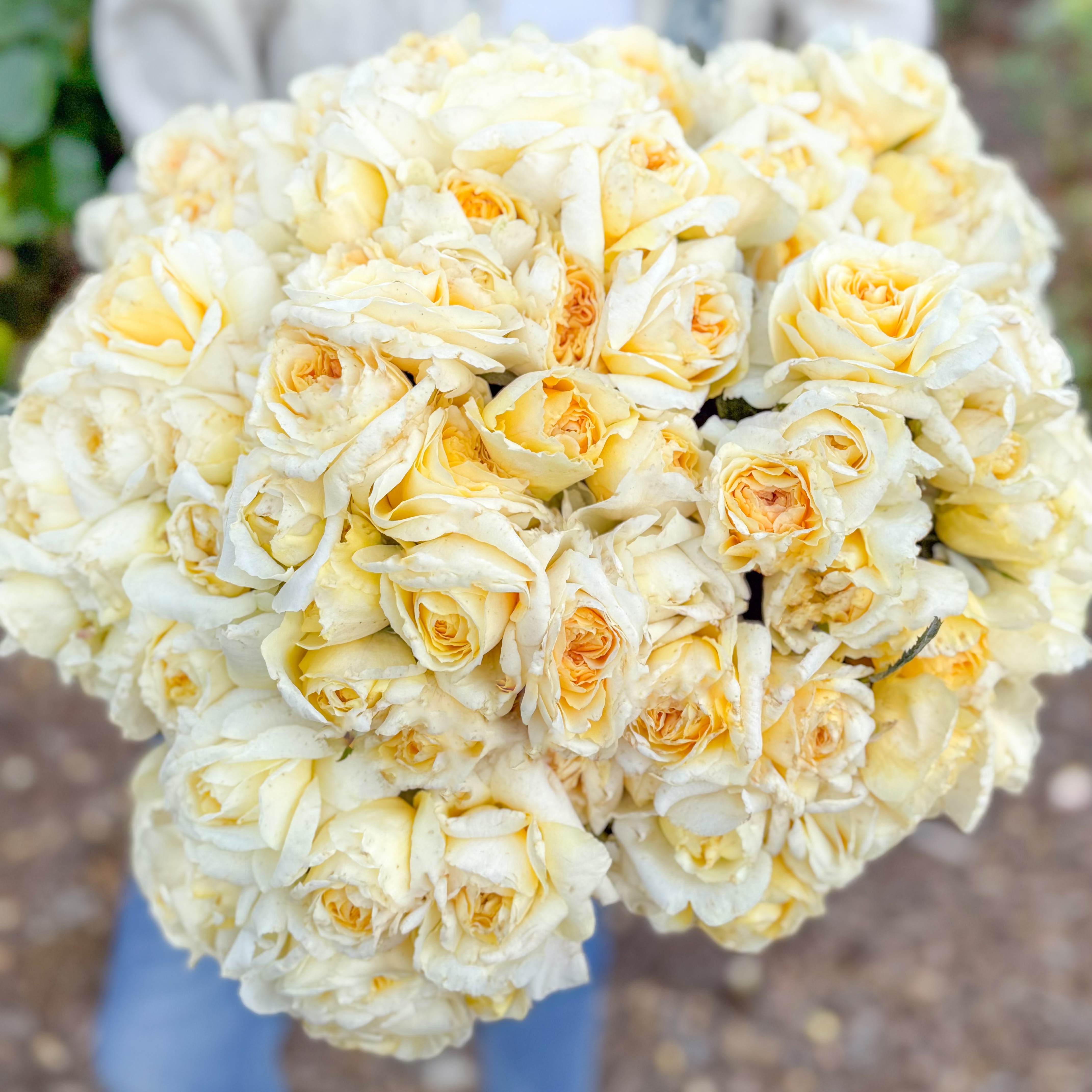 Chantilly Cream® Potted Tree Rose