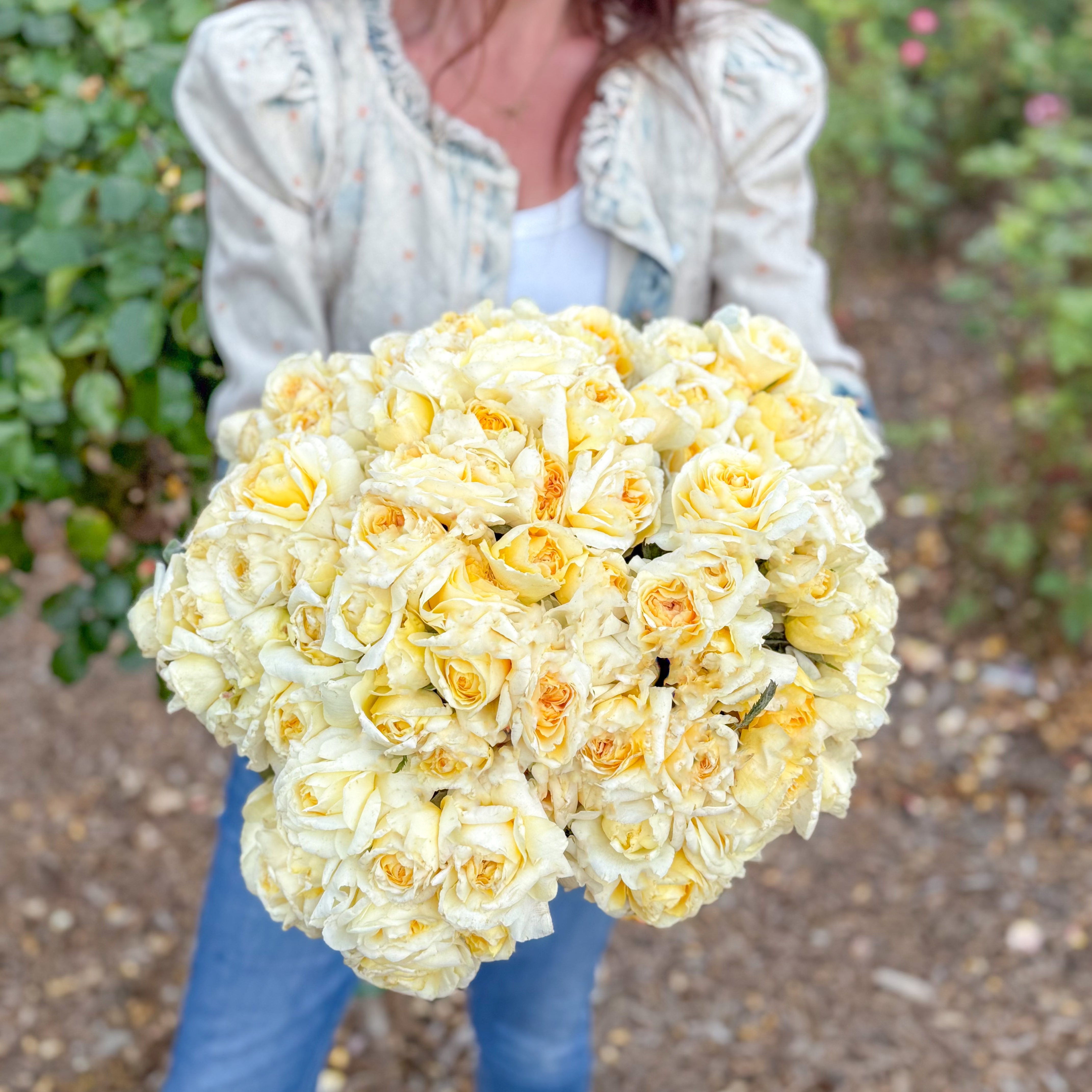 Chantilly Cream® Bare Root Rose Bush