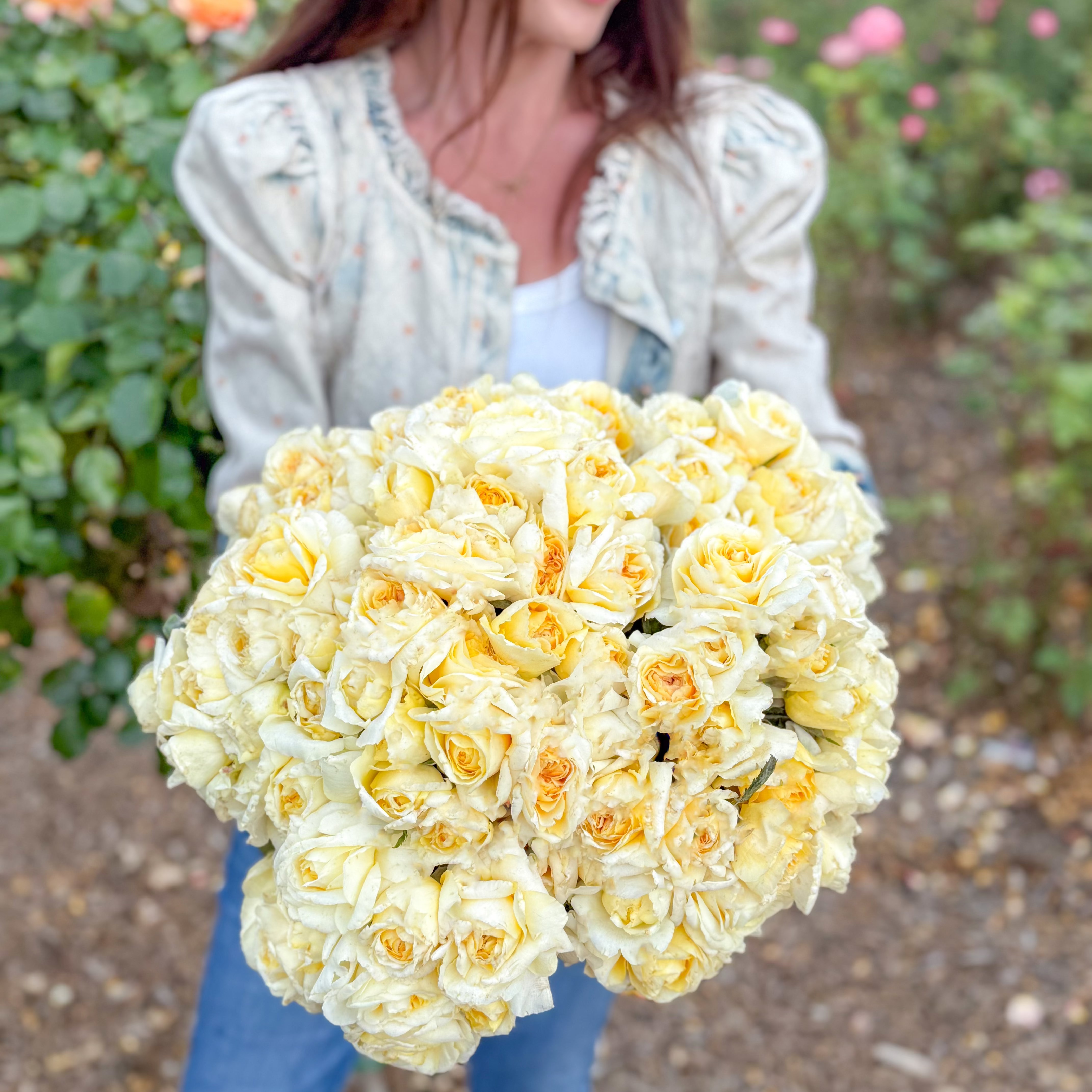 Chantilly Cream® Potted Rose Bush