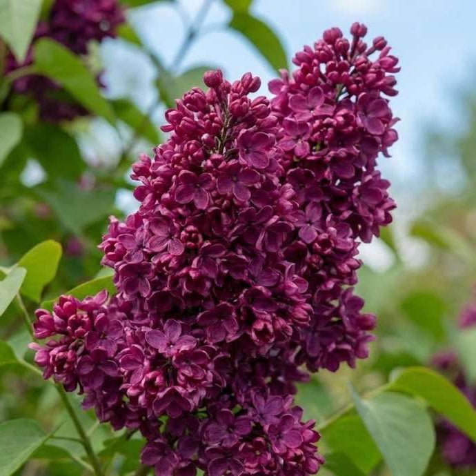 Charles Joly Bare Root Lilac Bush