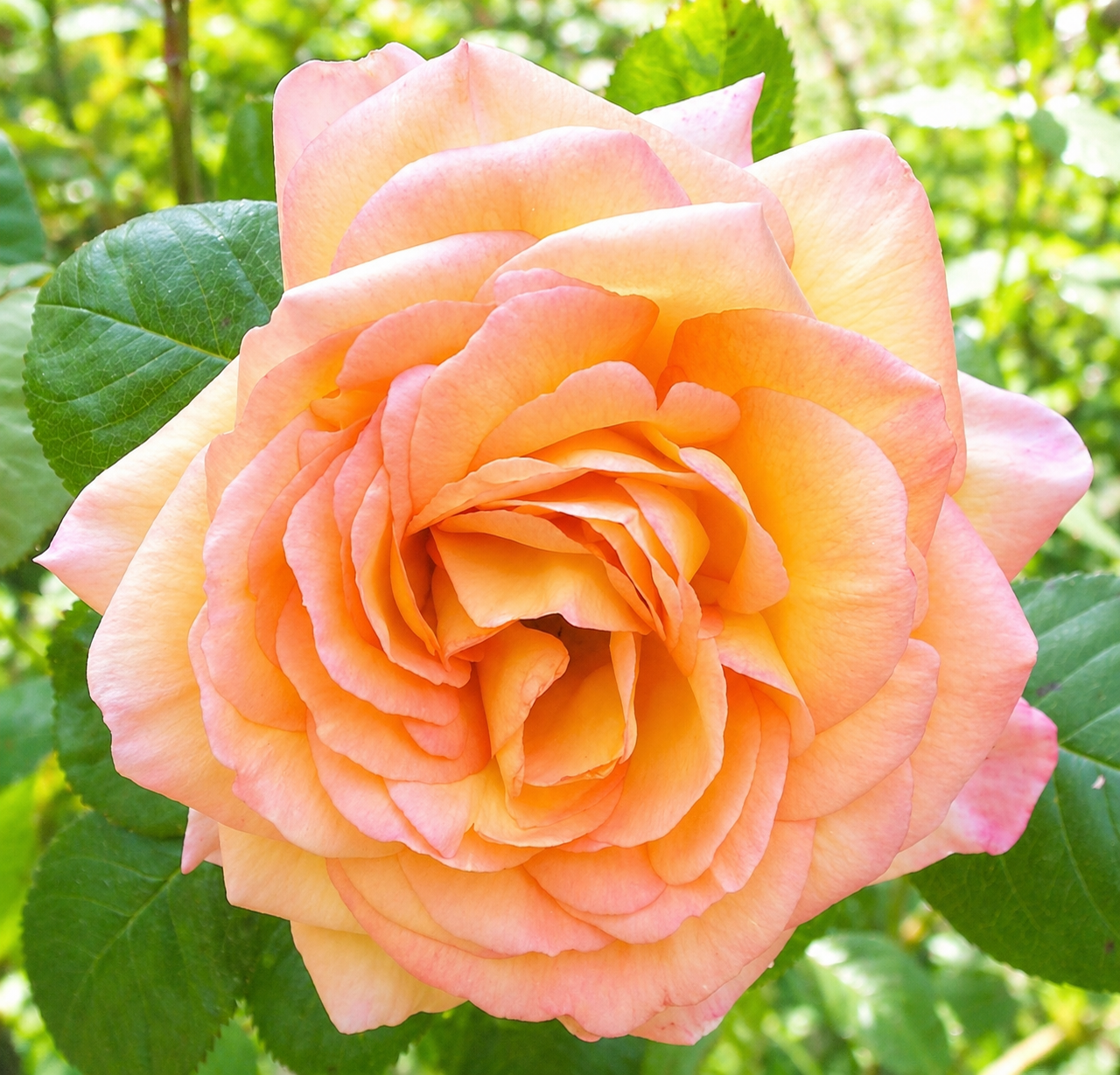 Glowing Peace™ Potted Rose Bush