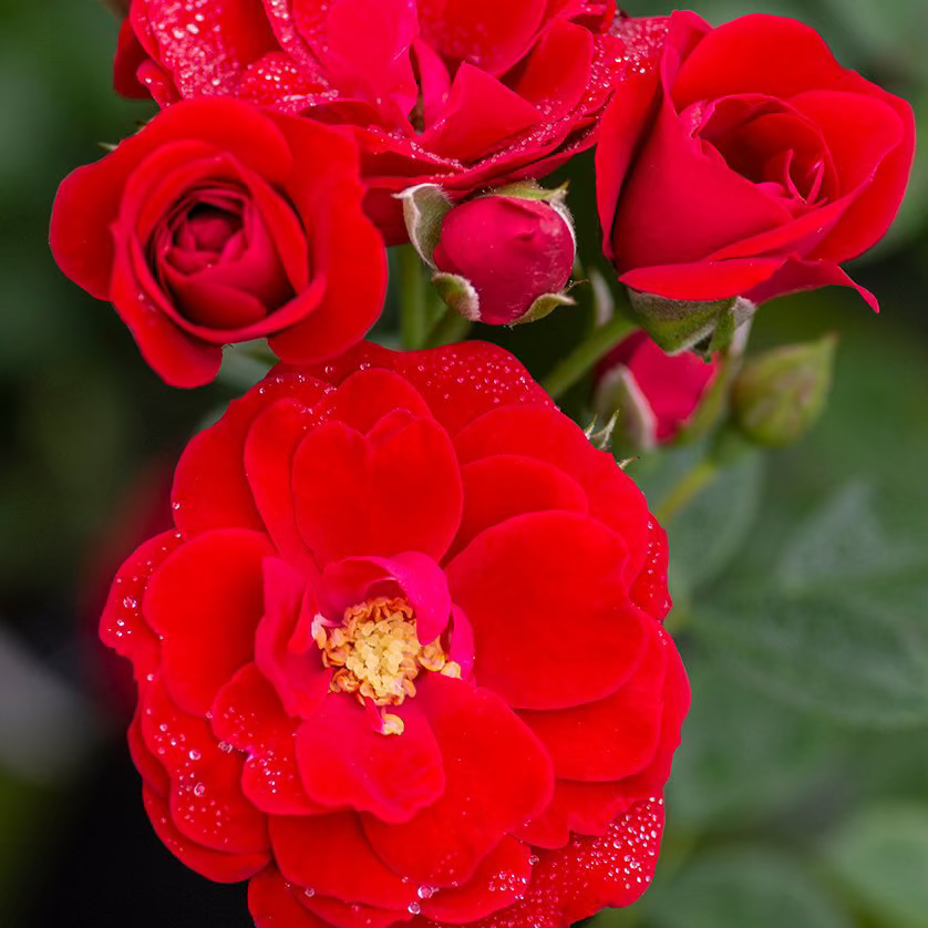 Cherry Frost™ Bare Root Climbing Rose