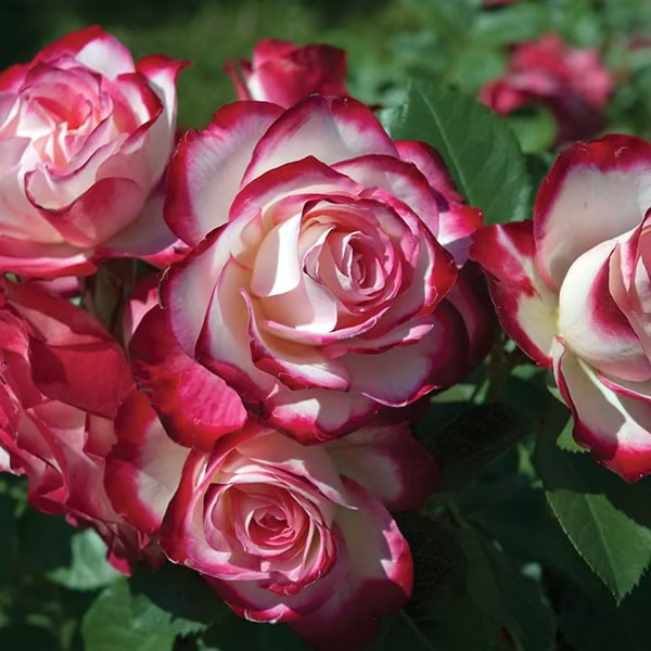 Cherry Parfait™ Bare Root Tree Rose