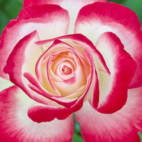 Cherry Parfait™ Bare Root Tree Rose