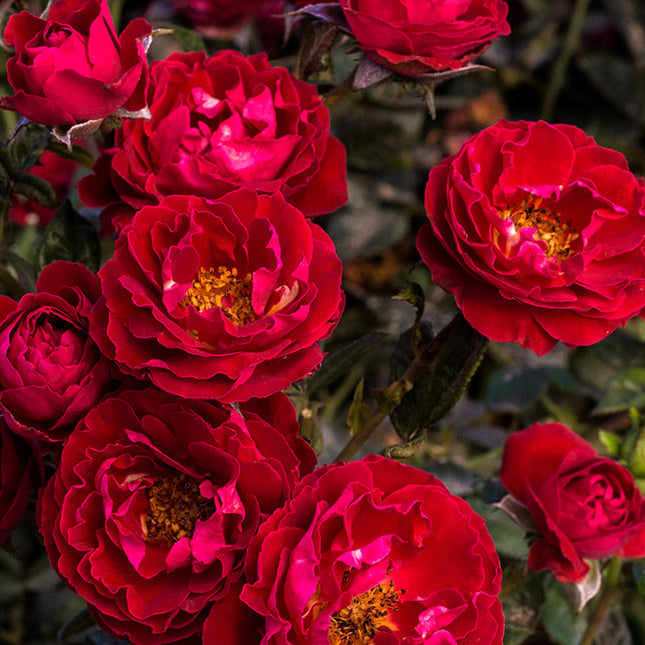 Marianne’s Heart® Garden Color Stories™ Bundle of 3 Bare Root Roses