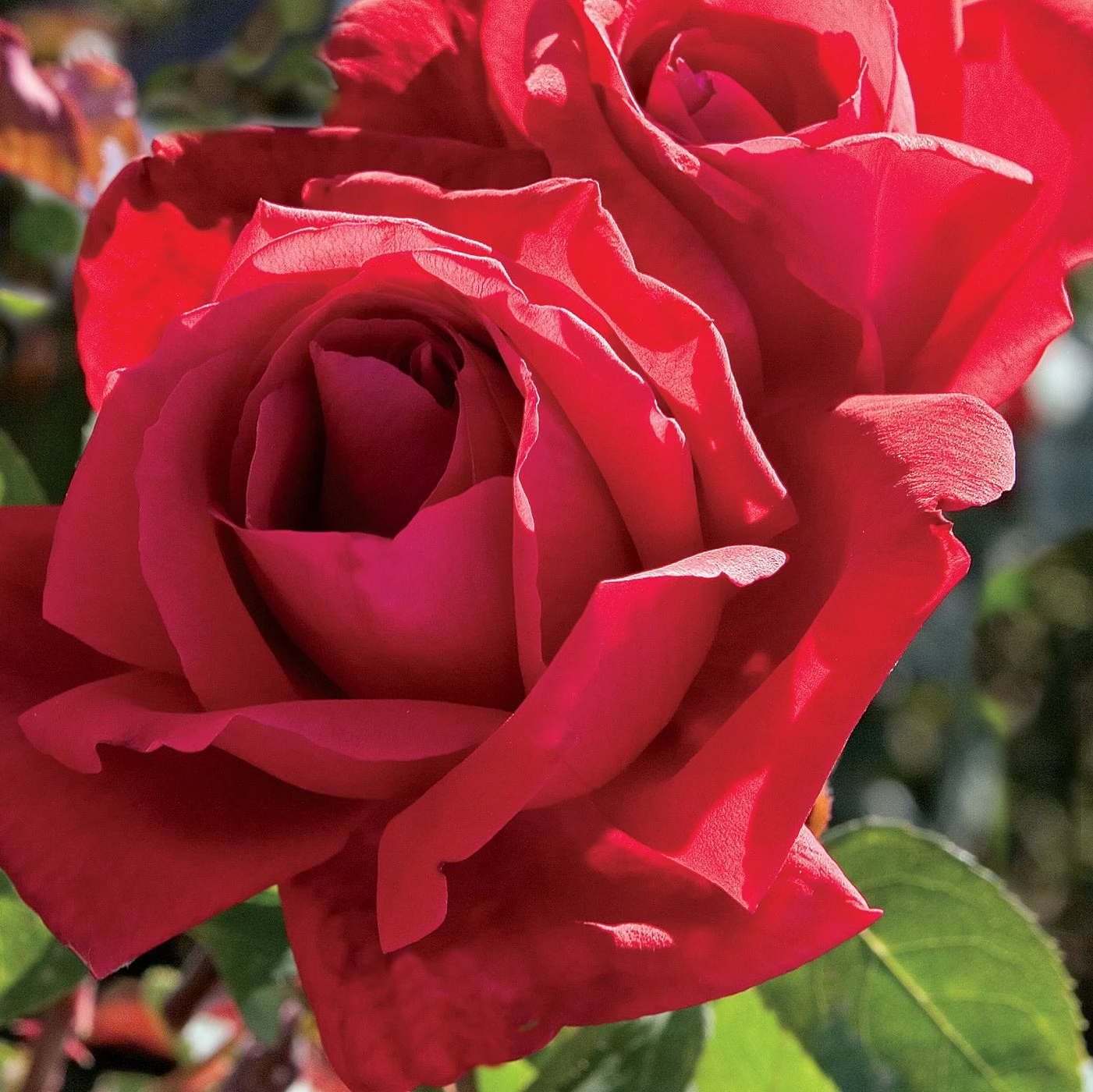 Chrysler Imperial Bare Root Rose Bush