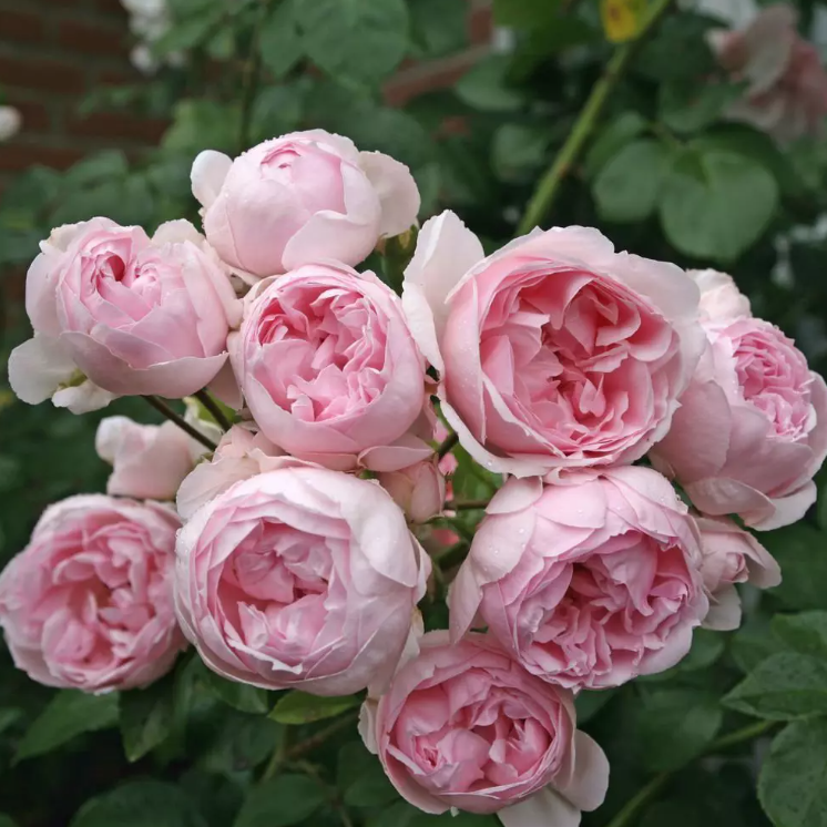 Fairy Tale® Cinderella Bare Root Rose Bush