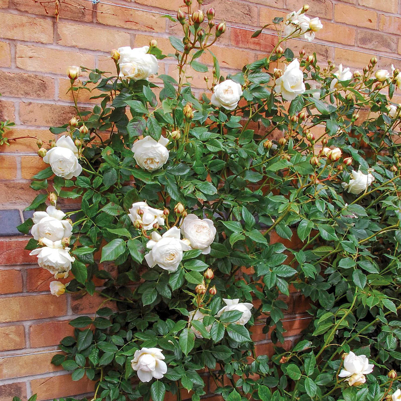 David Austin® Claire Austin® Potted Rose Bush