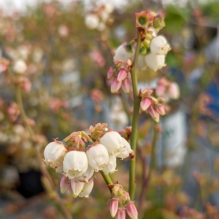 Blueberry 'Polaris' Highbush Potted Blueberry Plant