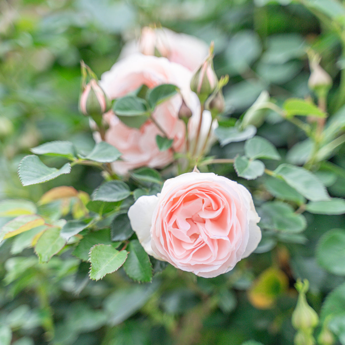 Dylan Rose Bare Root Rose Bush
