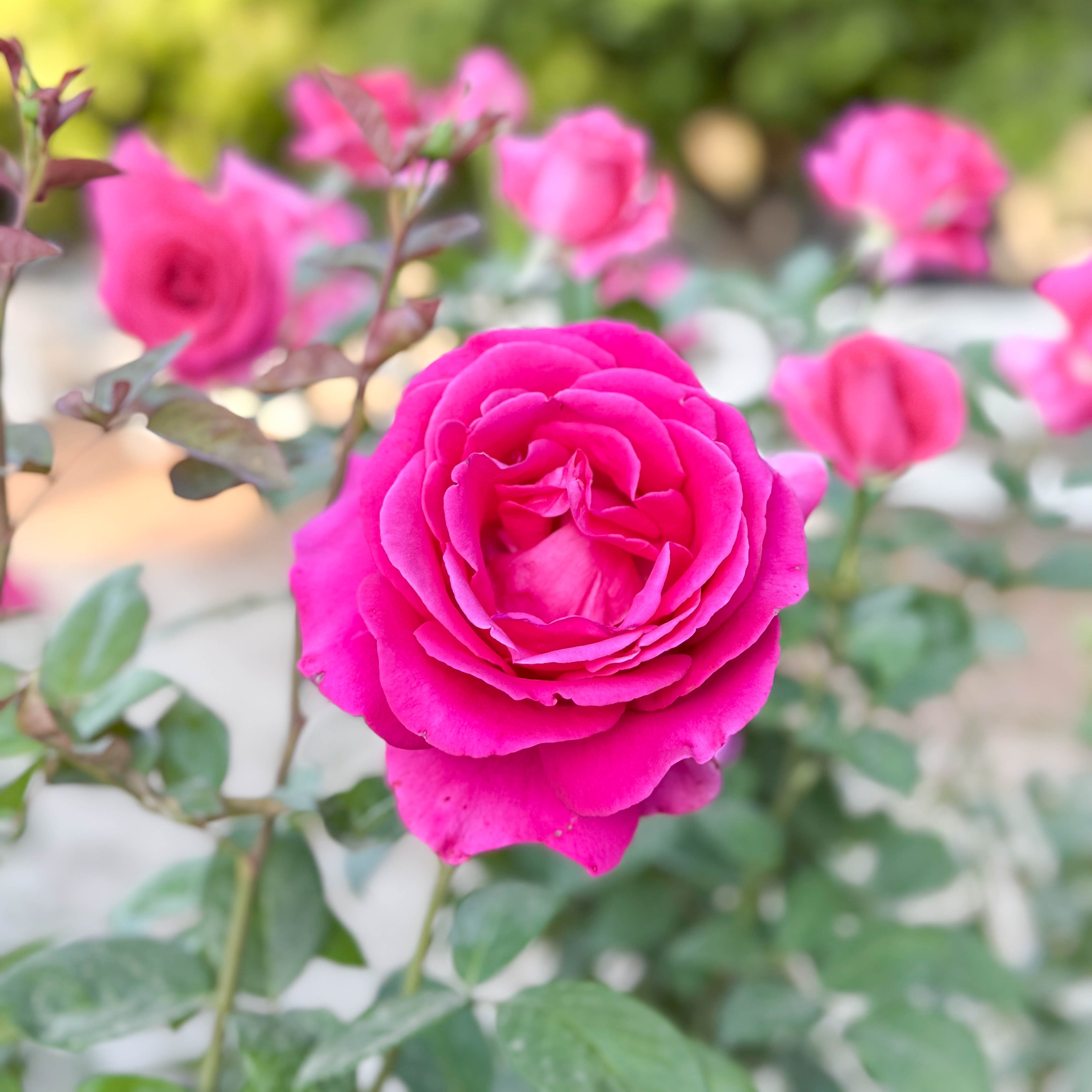 All My Loving™ Bare Root Rose Bush