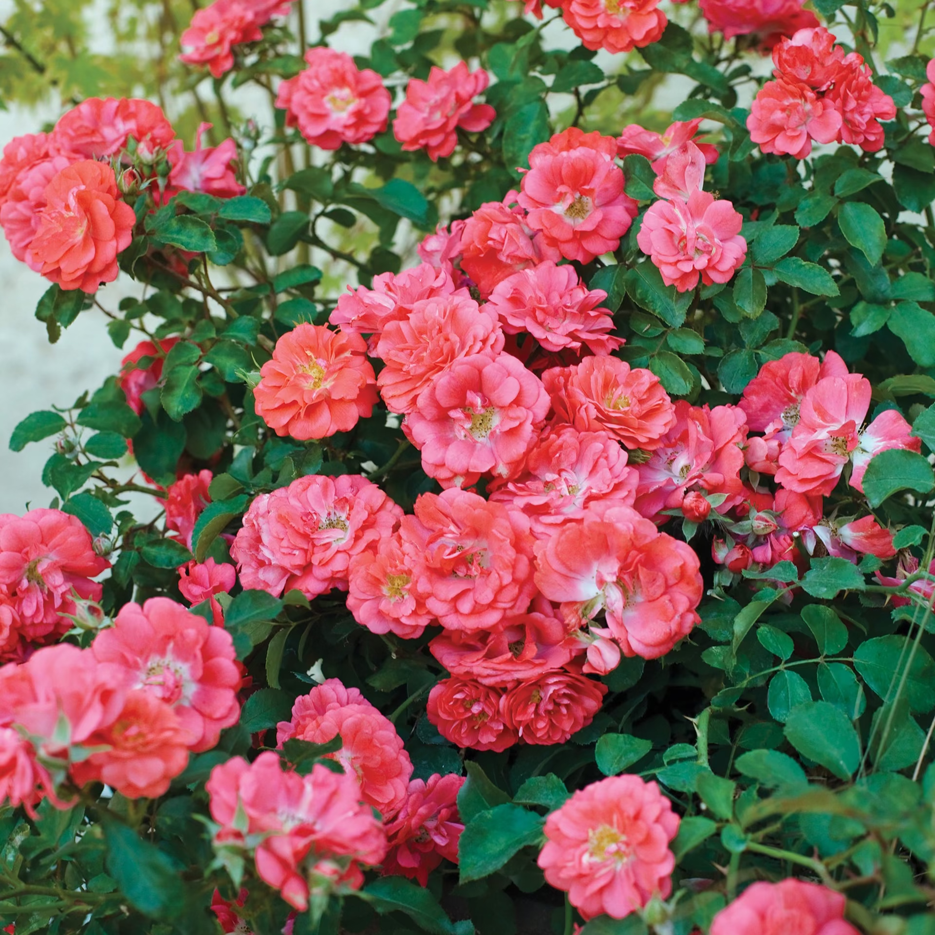 Coral Drift® Bare Root Tree Rose