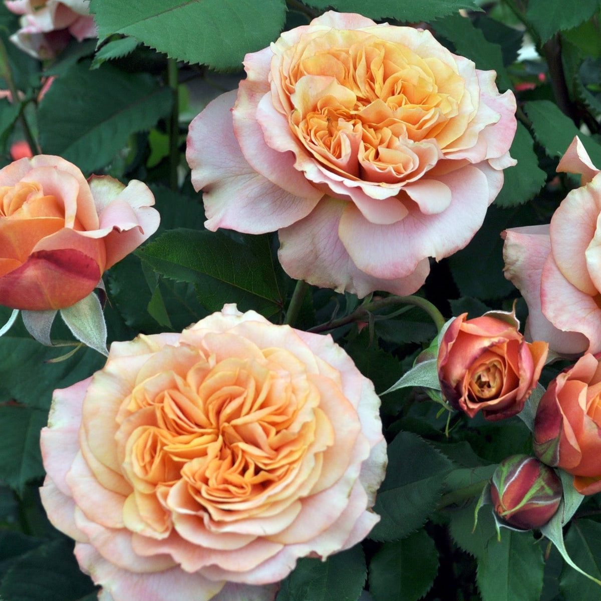 Crazy Love™ Rose Bush