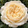 Cream Roses