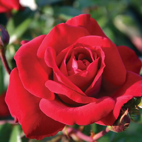 Crimson Bouquet™ Potted Rose Bush