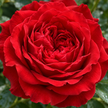 Red Roses