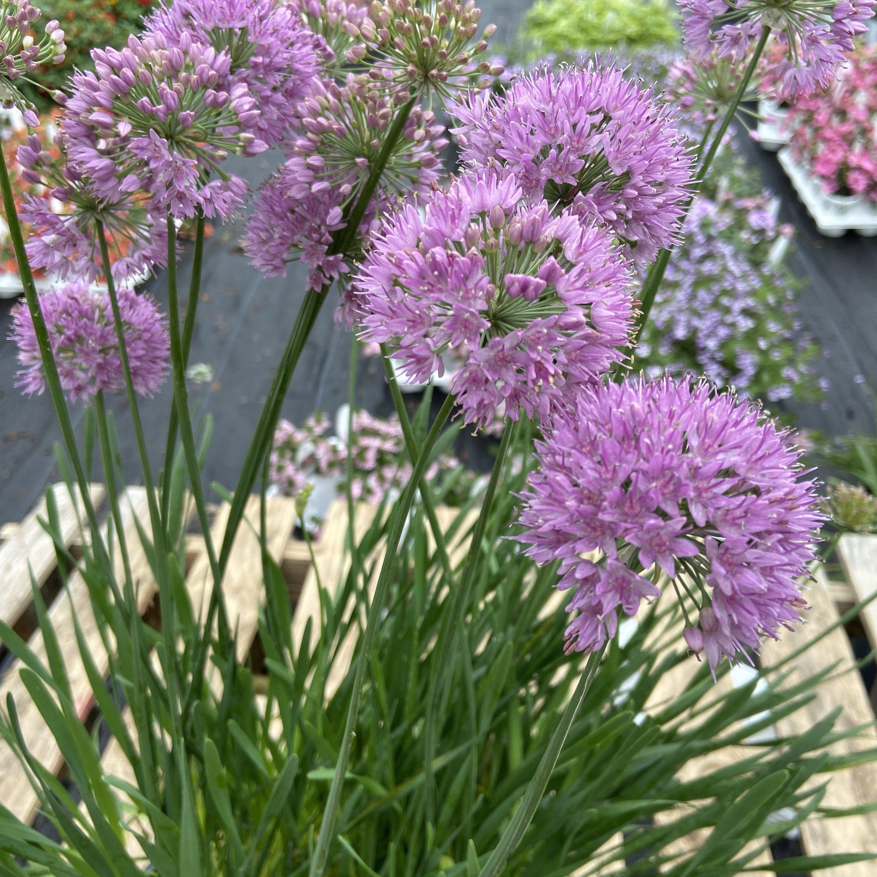 Allium Serendipity Potted Ornamental Onion Plant