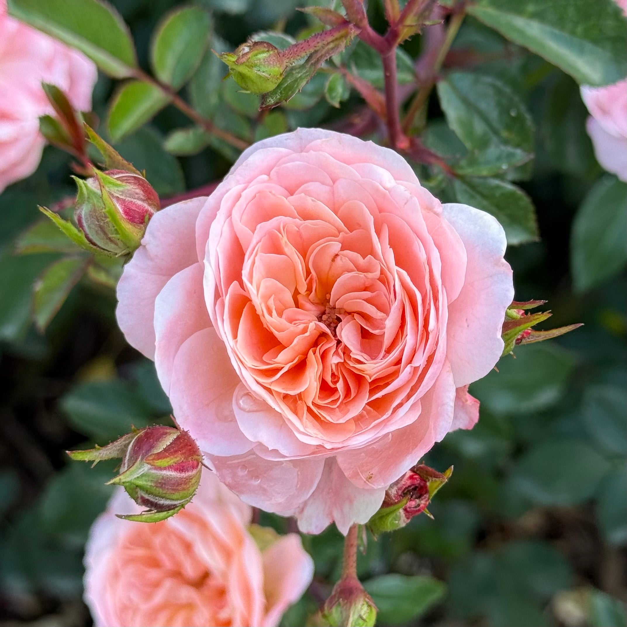 Peach Drift ® Potted Rose Bush