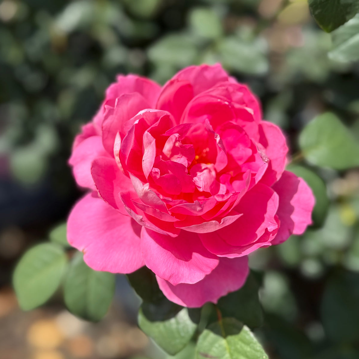 True Bloom Roses® True Inspiration™ Bare Root Rose Bush