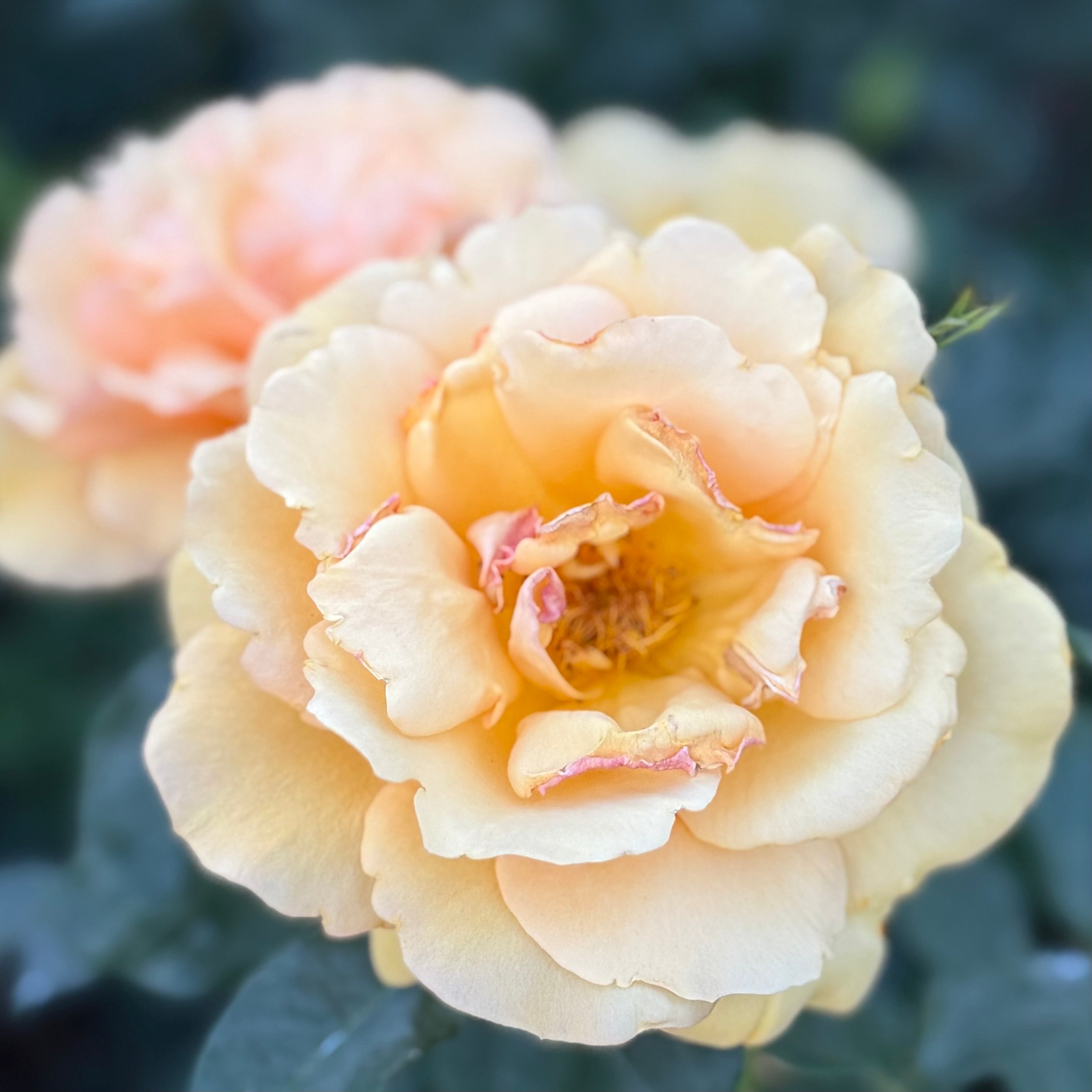 Sunbelt® South Africa® Potted Rose Bush