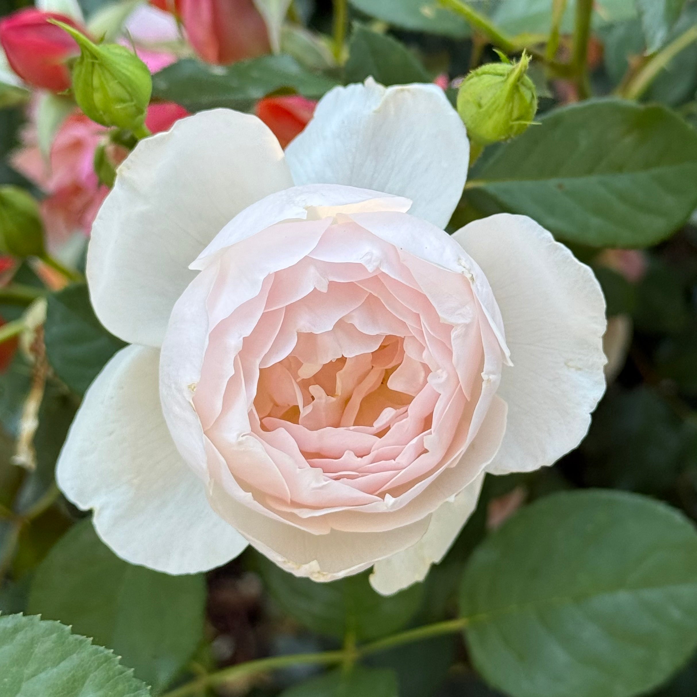 David Austin® Desdemona® Potted Rose Bush