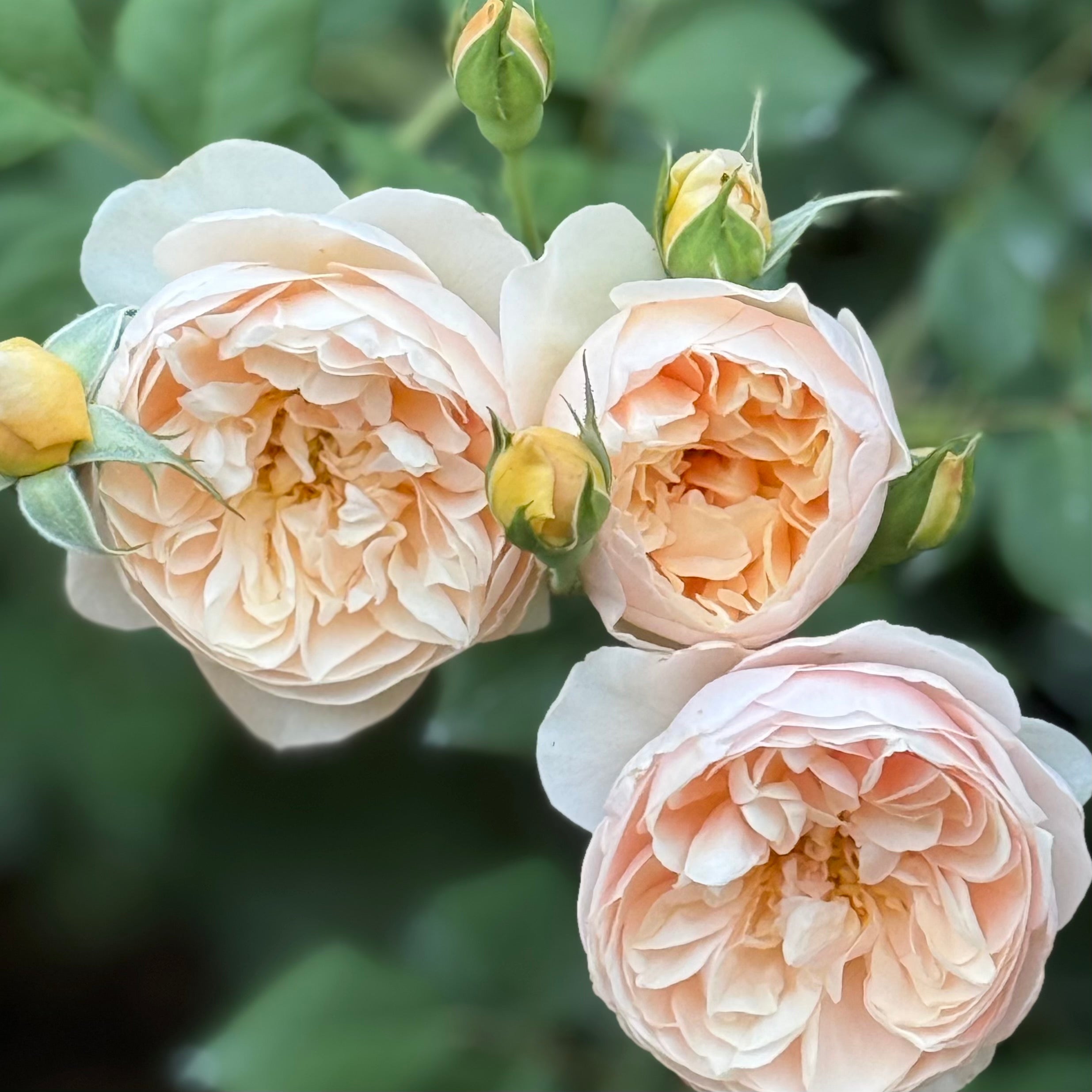 David Austin® Roald Dahl® Potted Tree Rose