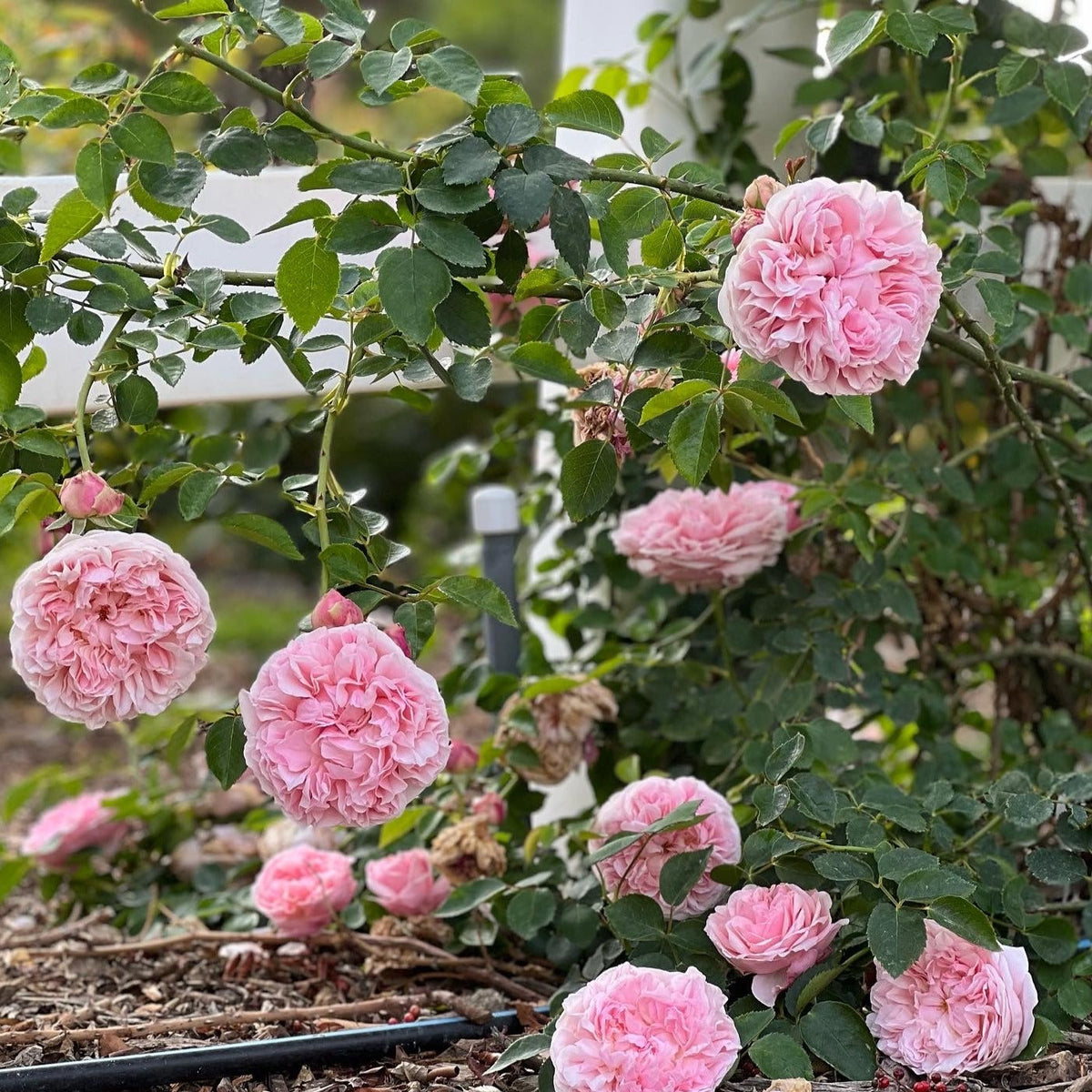 St. Swithun Rose Bush