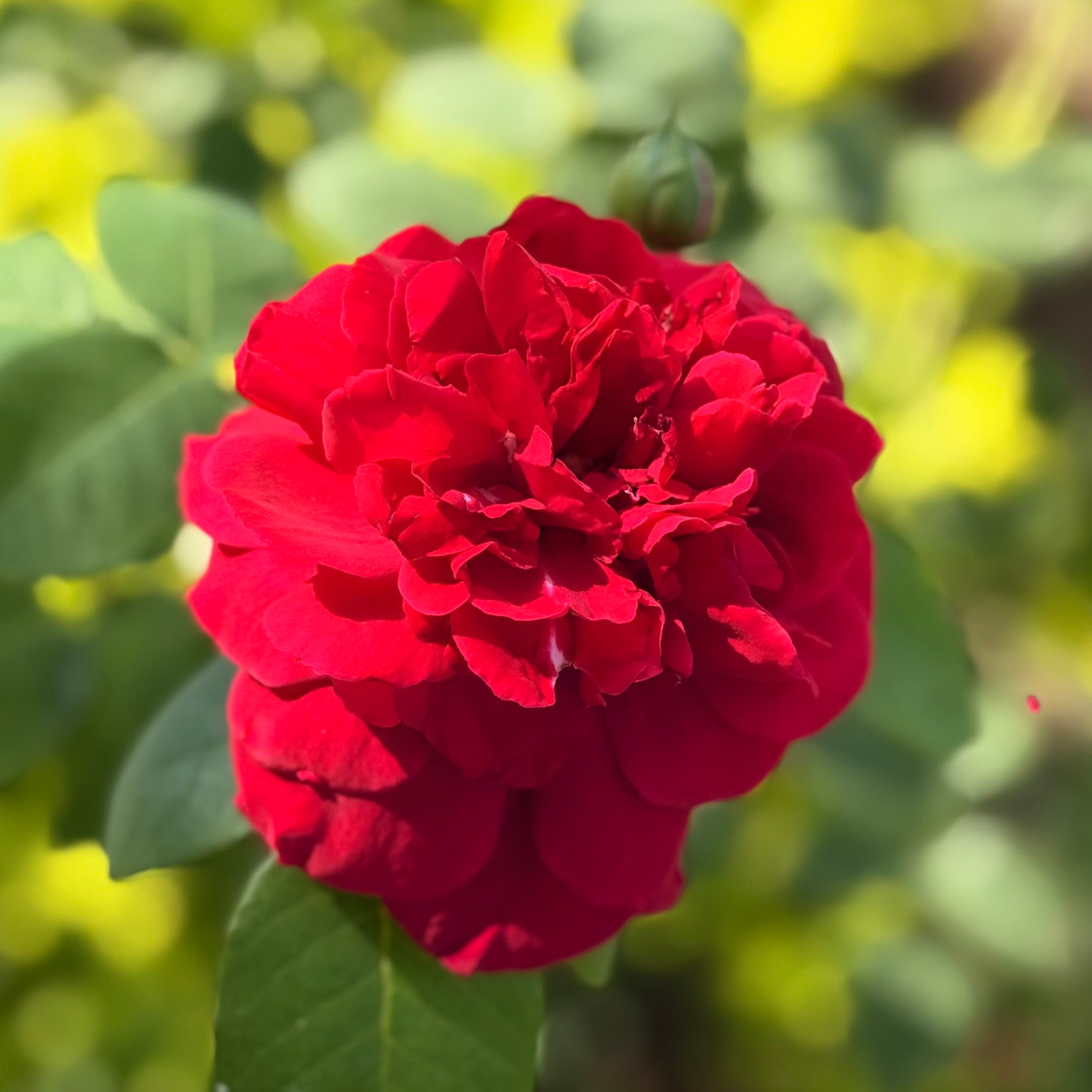 David Austin® L.D. Braithwaite® Potted Rose Bush