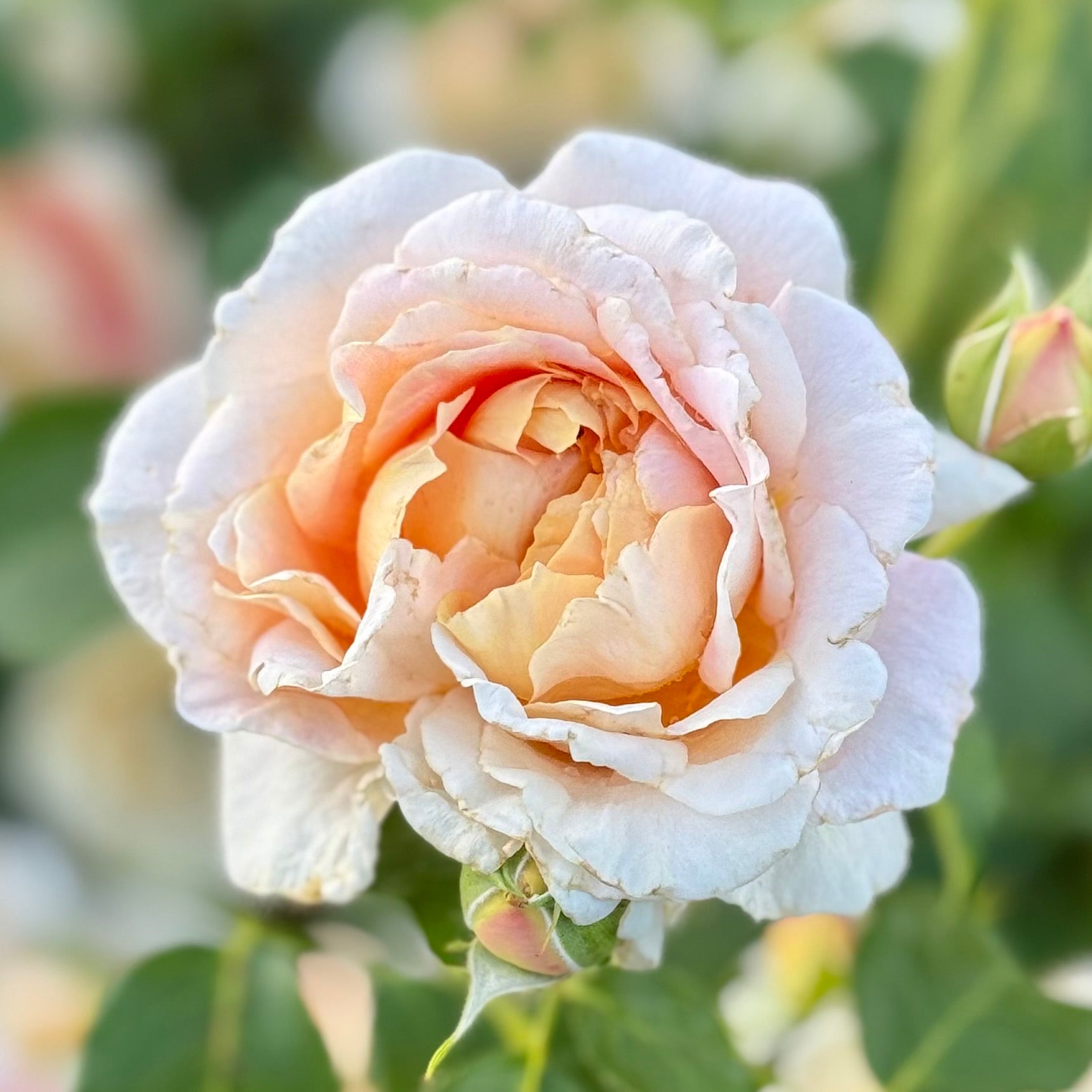 Fun in the Sun™ Potted Tree Rose