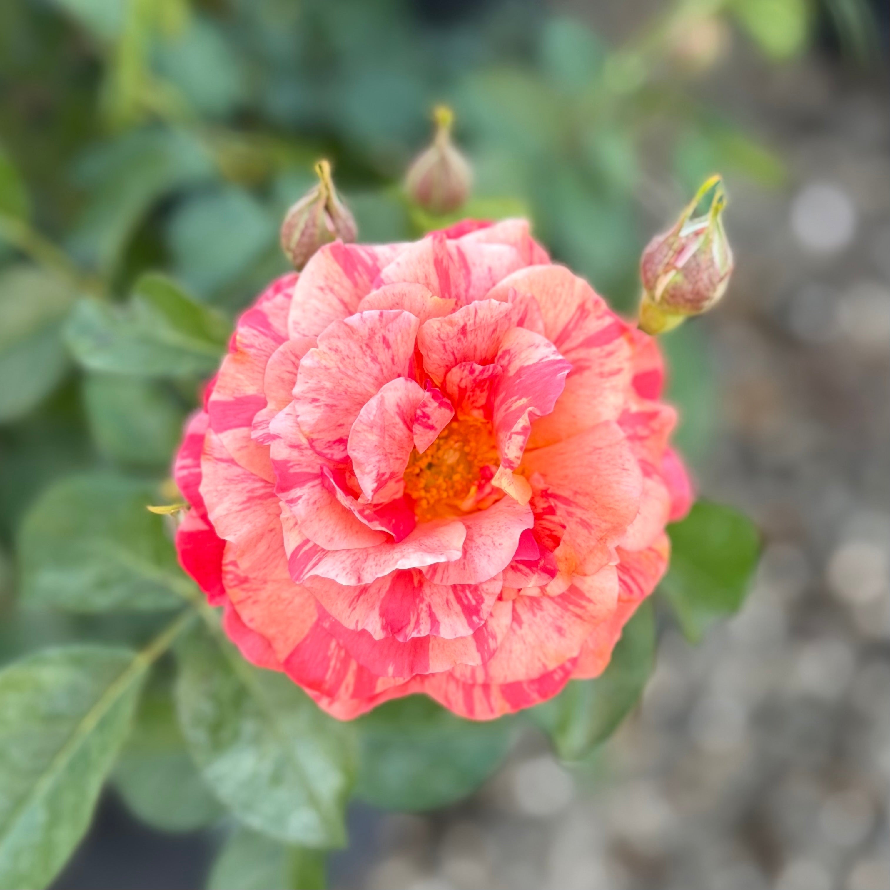 Frida Kahlo® Bare Root Rose Bush