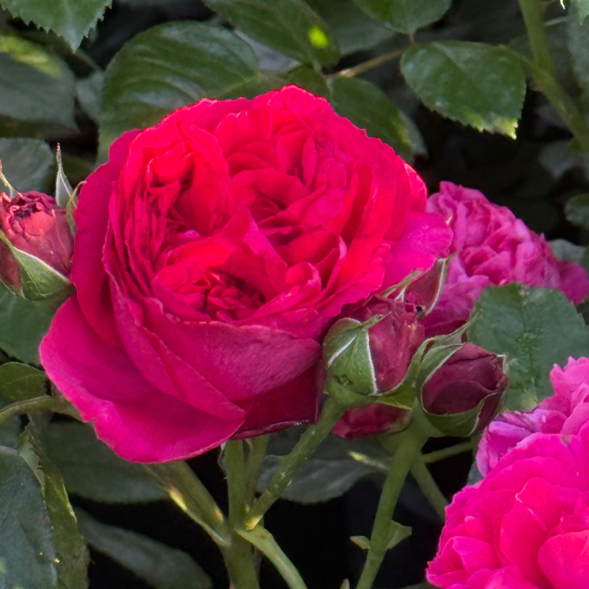 Eden Climber® Red Potted Climbing Rose