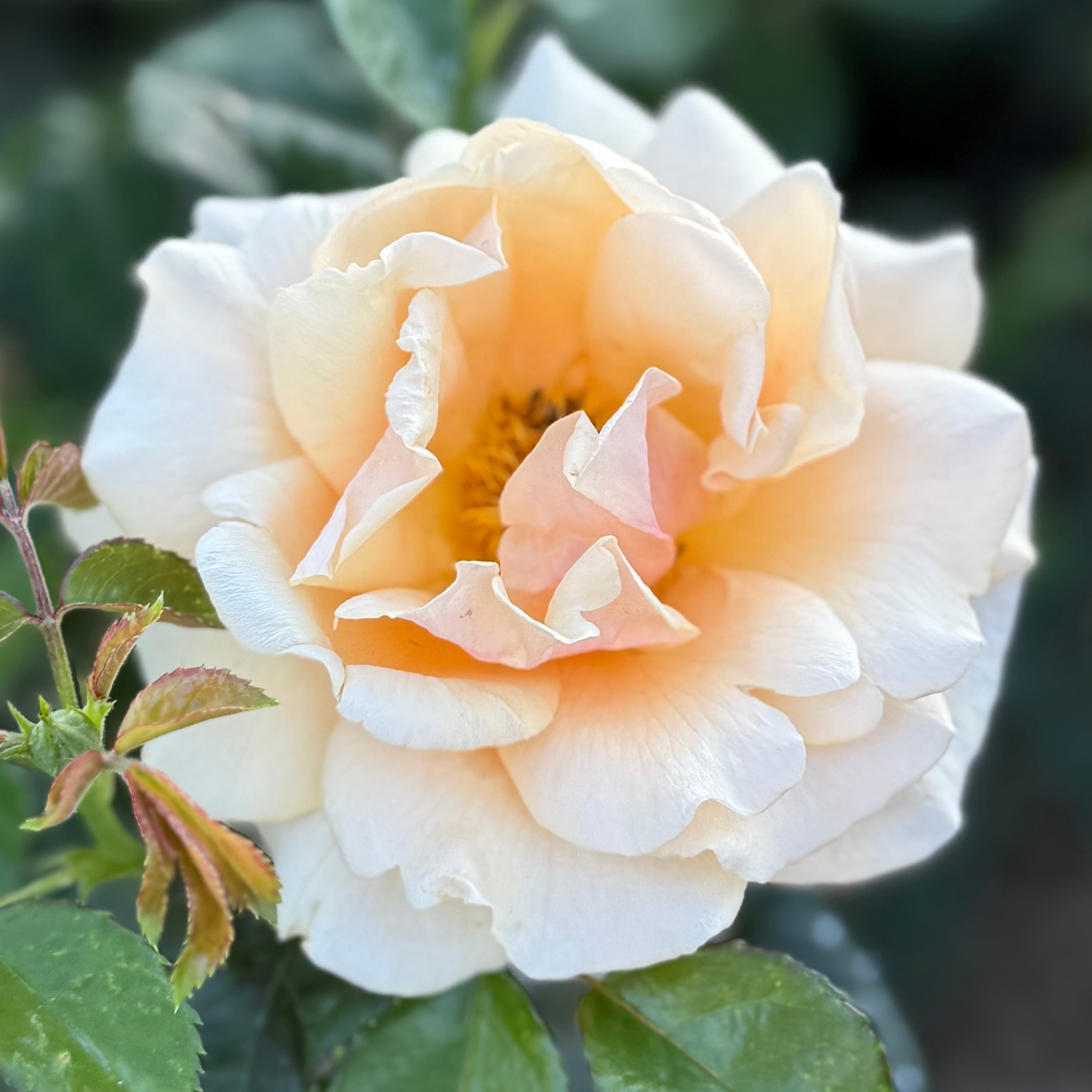 St Tropez™ Potted Rose Bush