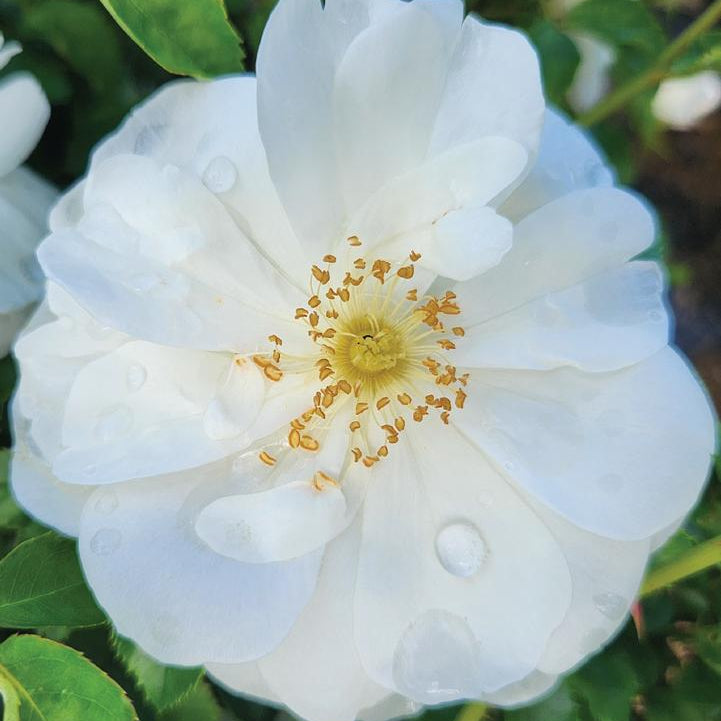 Flower Carpet® - White Potted Rose Bush