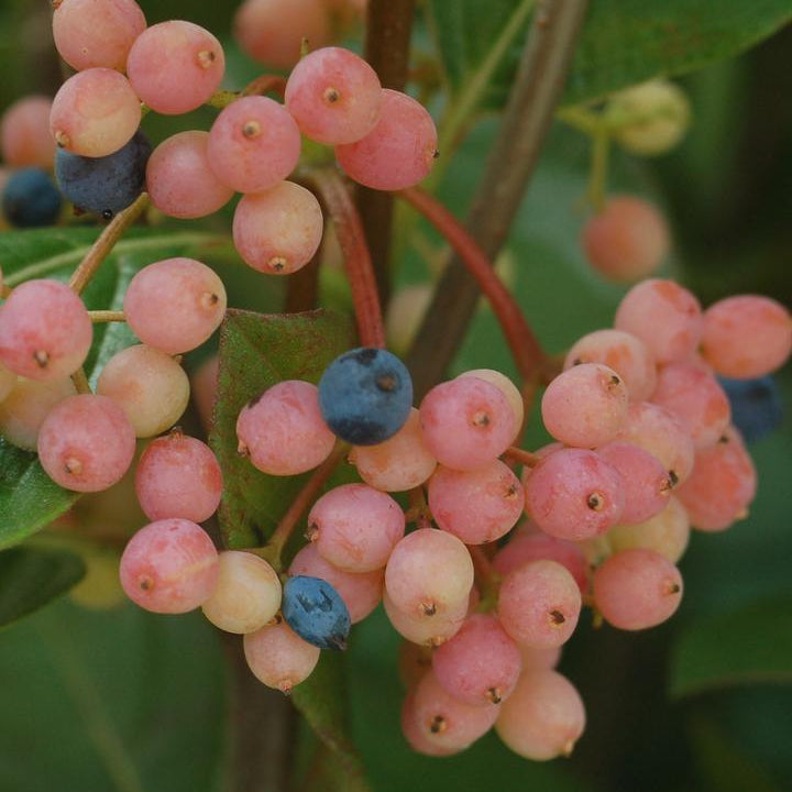 American Beauties® Native Plants Viburnum nudum 'Winterthur' Potted Viburnum Bush