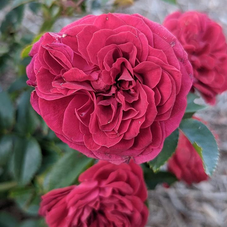 True Bloom Roses® True Love™ Bare Root Rose Bush