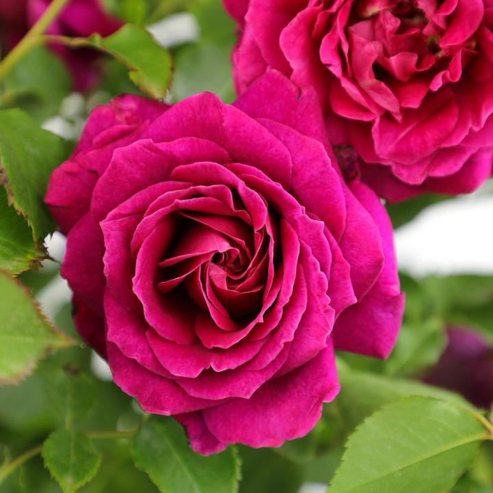 True Bloom Roses® Serenity™ Bare Root Rose Bush