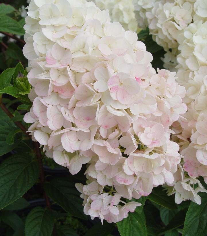 First Editions® Strawberry Sundae® Panicle Hydrangea Bare Root Hydrangea Bush