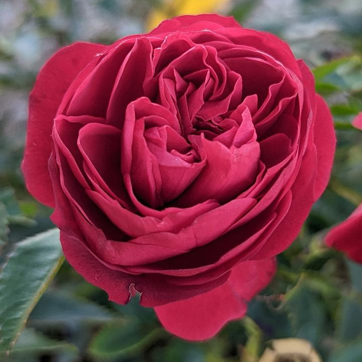 True Bloom® True Love™ Potted Rose Bush