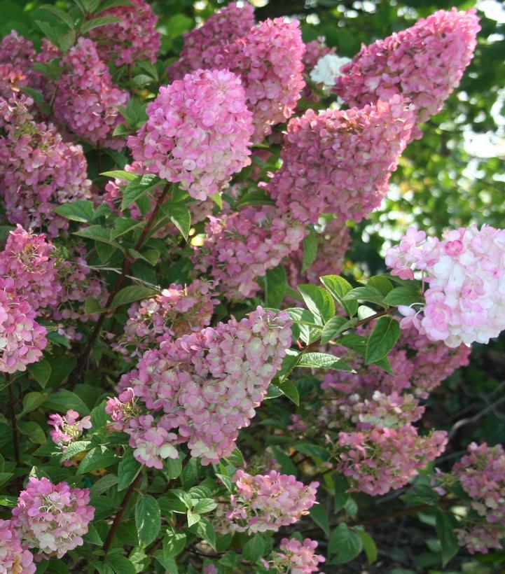 First Editions® Strawberry Sundae® Panicle Hydrangea Bare Root Hydrangea Bush