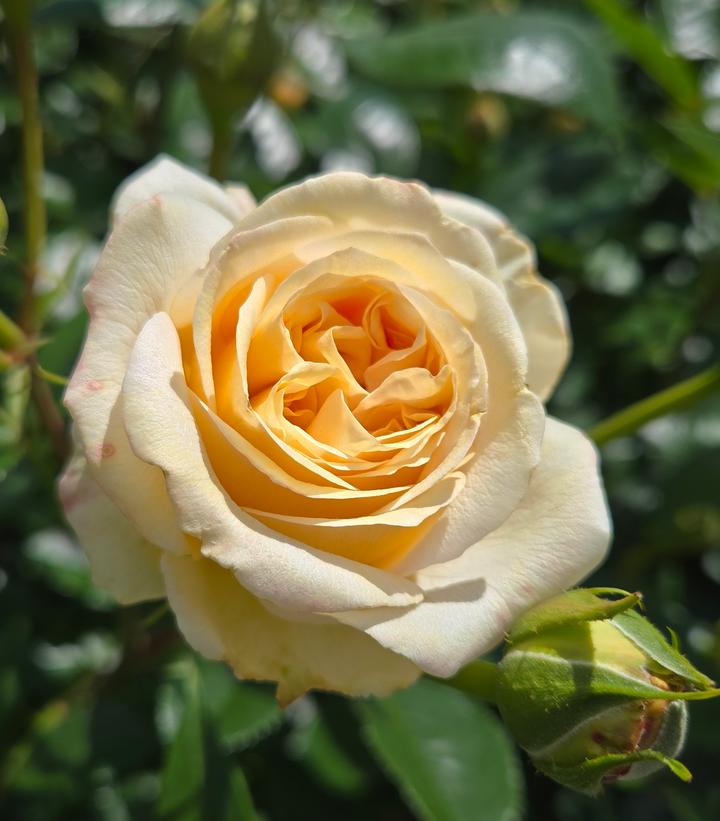 Fragrant Showpiece™ Champagne Bare Root Rose Bush