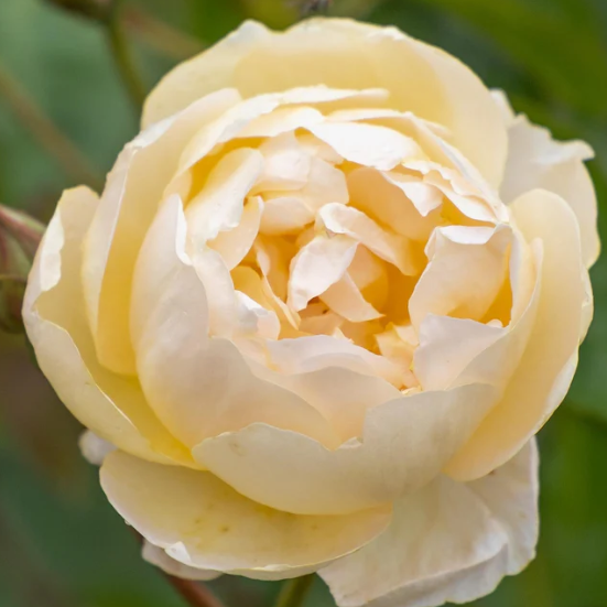 David AustinĀ® DannahueĀ® Potted Rose Plant