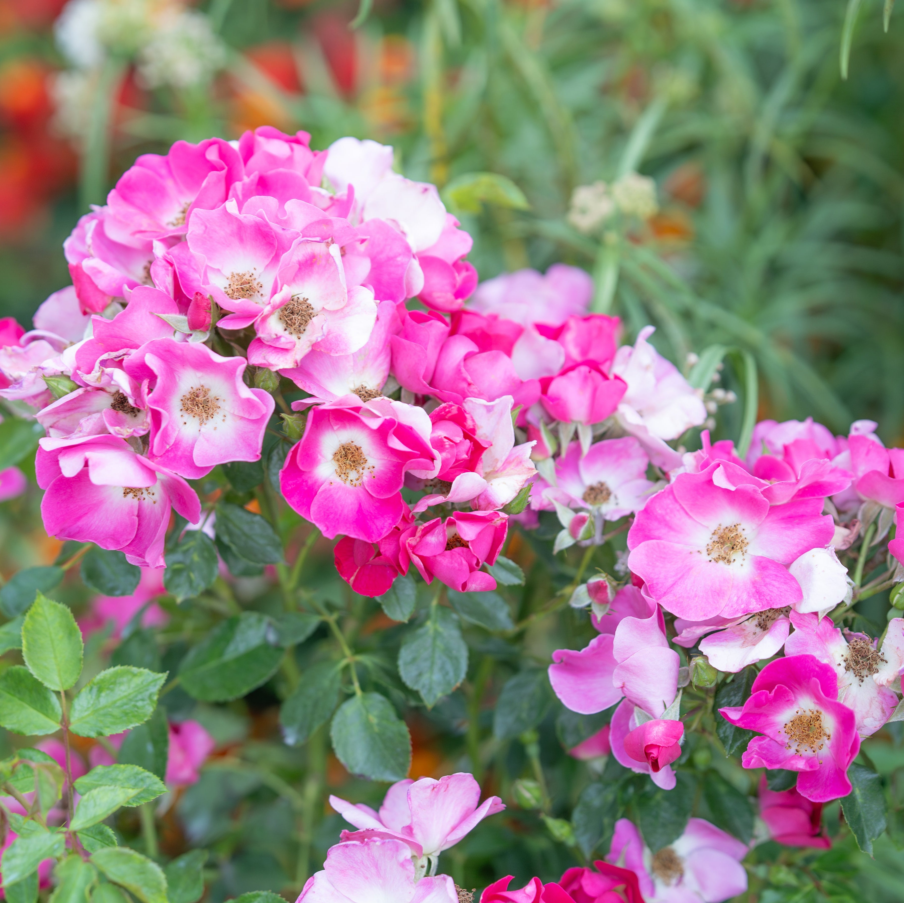 Friendlyยฎ Purple Potted Rose Bush