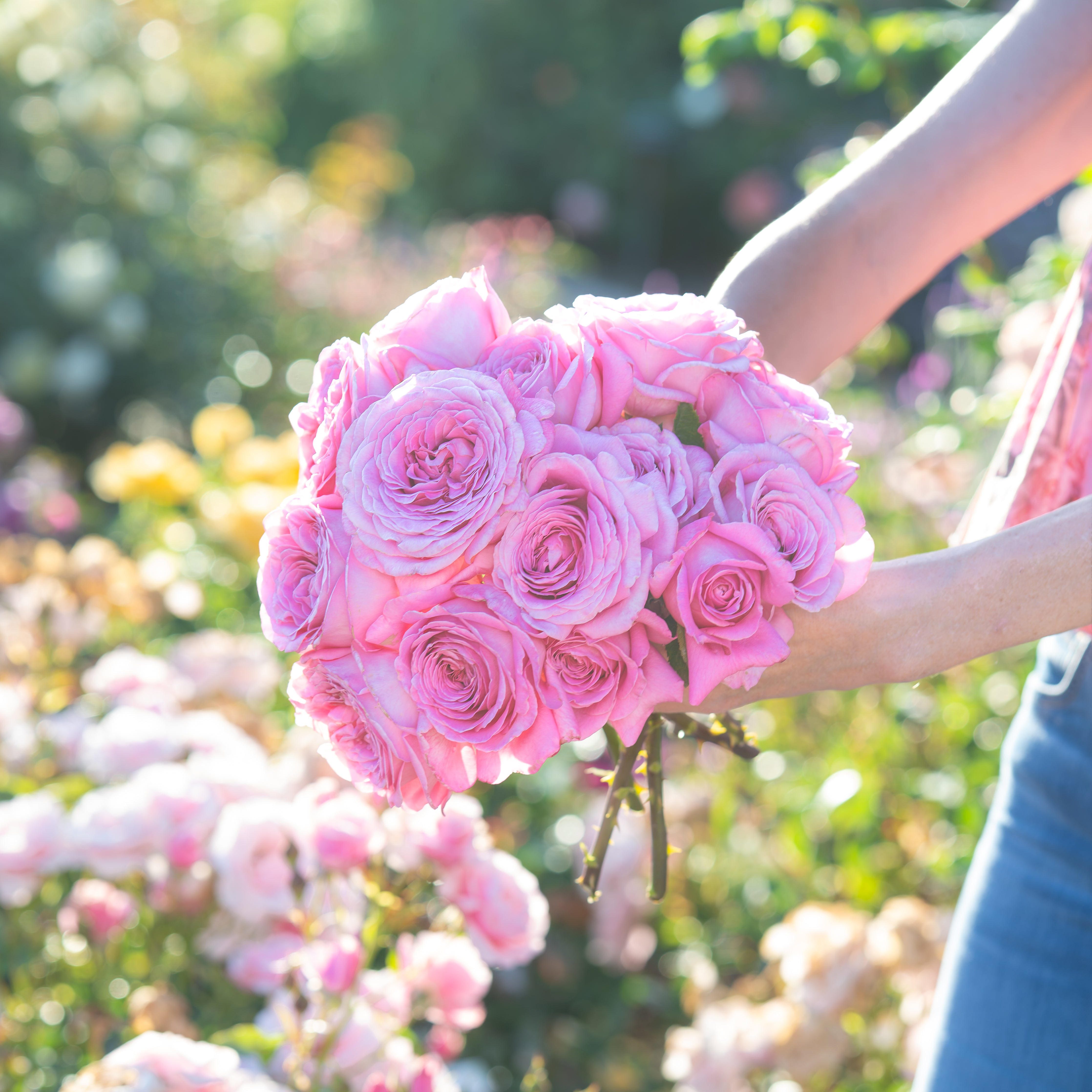 Héloïse-Grace™ Potted Rose Bush