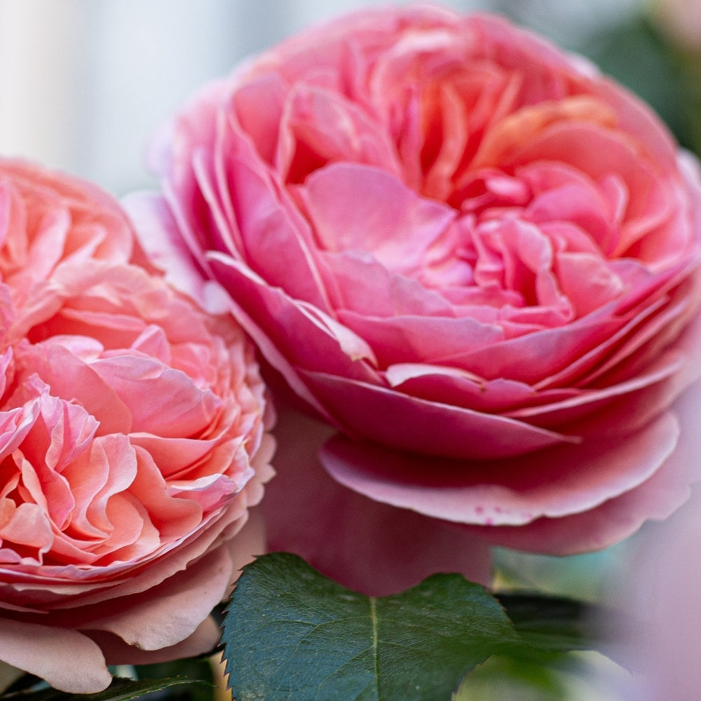 David Austin® Boscobel® Potted Rose Bush