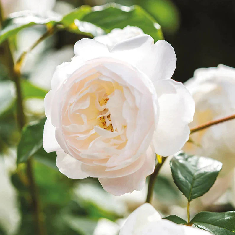 David Austin® Desdemona™ Potted Rose Rose