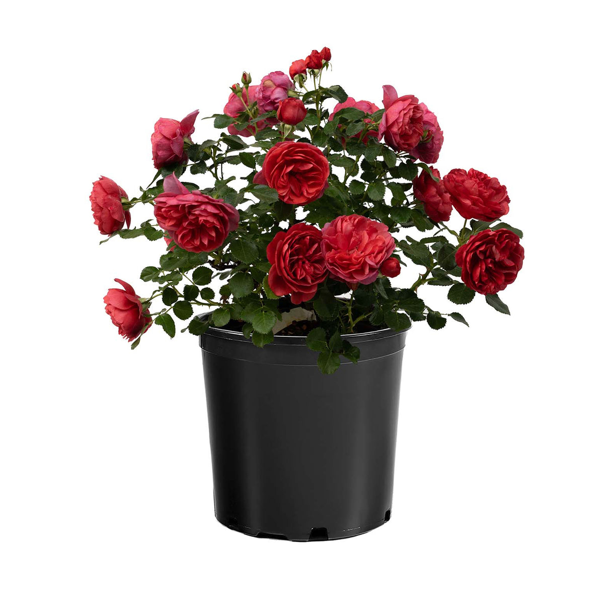 Desert Sky™ Bare Root Tree Rose
