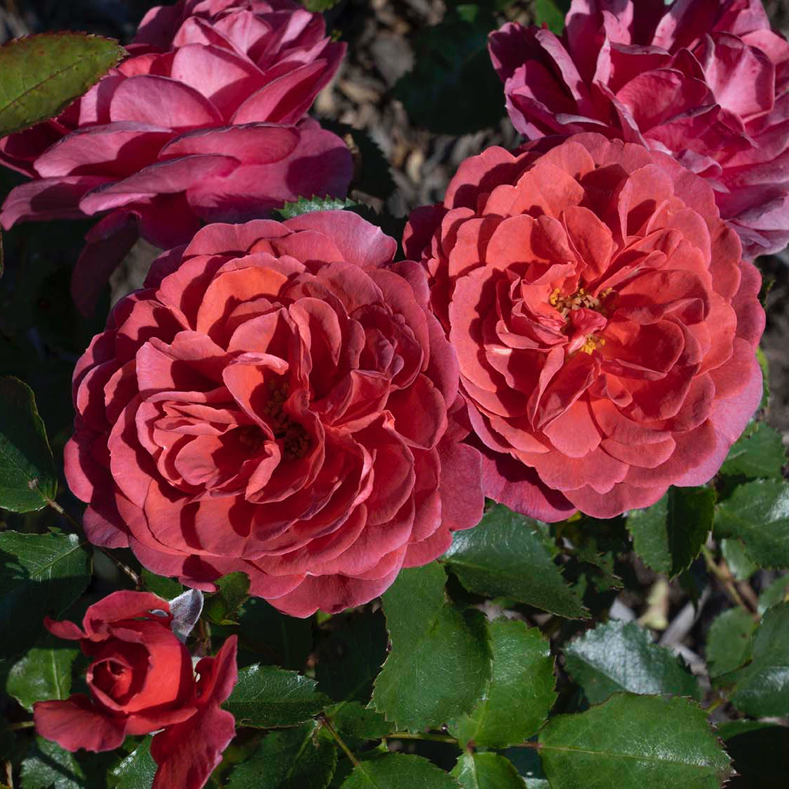 Desert Sky™ Potted Rose Bush